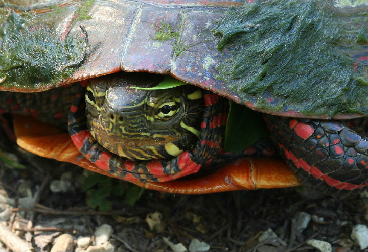 Midland Painted Turtle